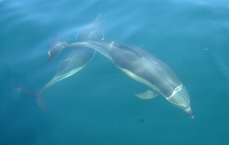 dolphins11cweb.jpg